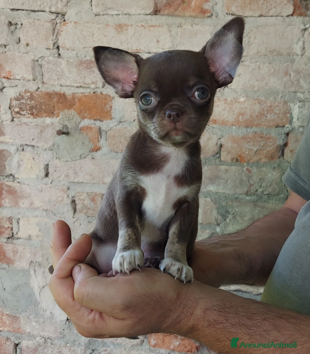 Immagine della galleria {{count}}