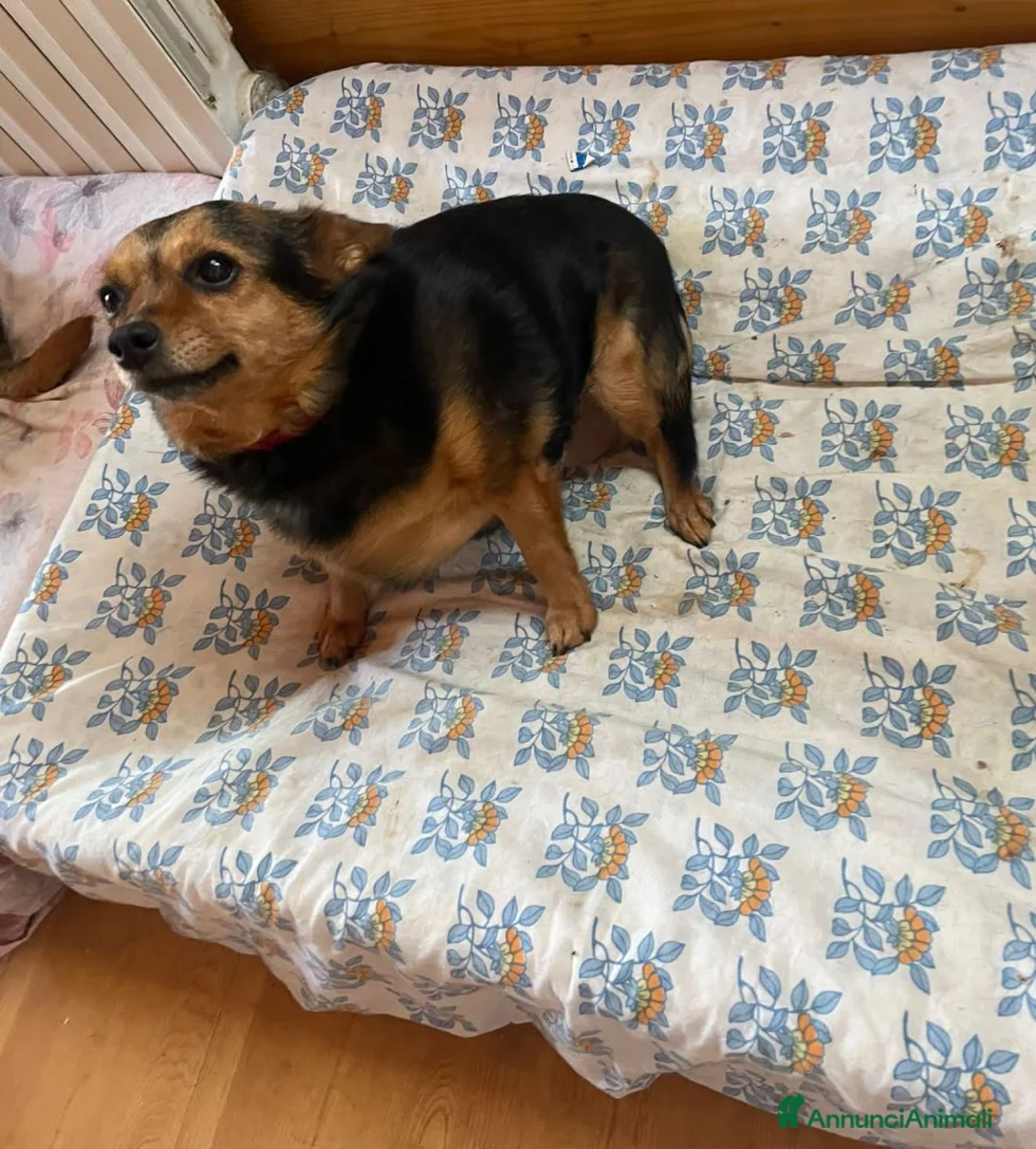 Meticcio cani in regalo: Terry, 9 kg di dolcezza - Annuncio 1