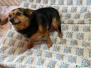 Meticcio cani in regalo: Terry, 9 kg di dolcezza - Annuncio 3