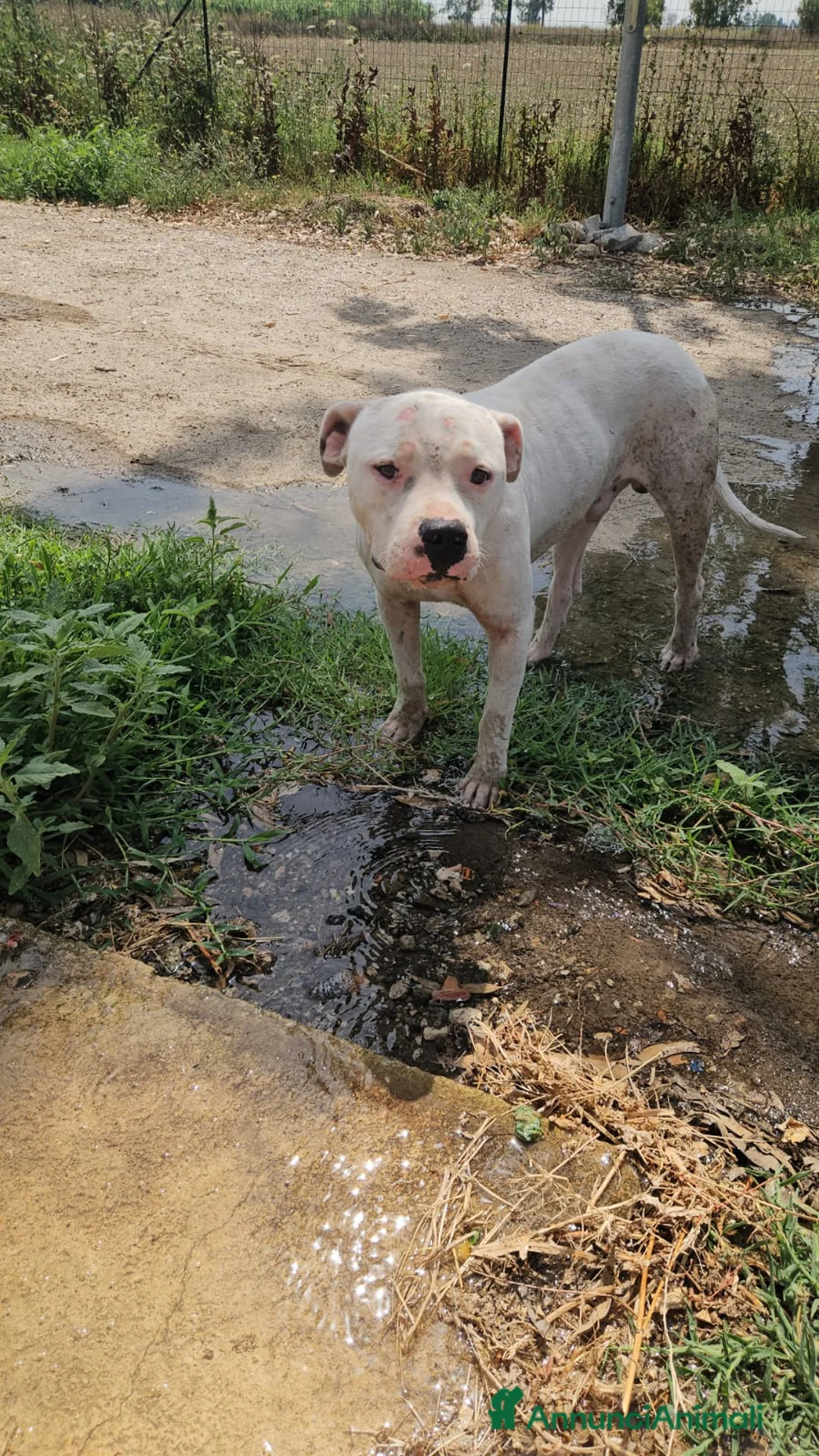 Dogo Argentino cani in regalo: Giovanni: Dogo Argentino dolce equilbrato  - Annuncio 2
