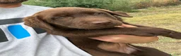 Labrador cani in vendita: Cucciola di Labrador Choco  - Annuncio 7