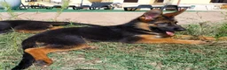 Pastore Tedesco cani in vendita: PASTORI TEDESCHI - Annuncio 5