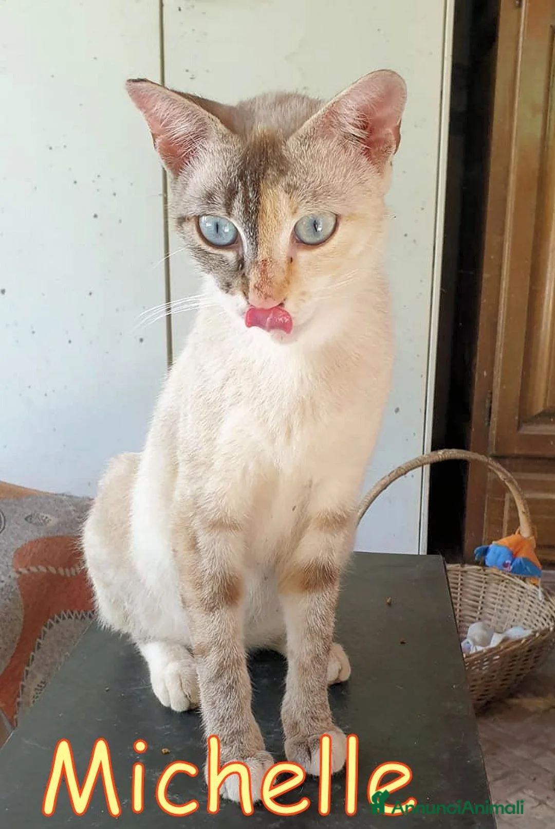Altre razze gatti in regalo: MICHELLE PRINCIPESSA DAGLI OCCHI AZZURRI - Annuncio 2