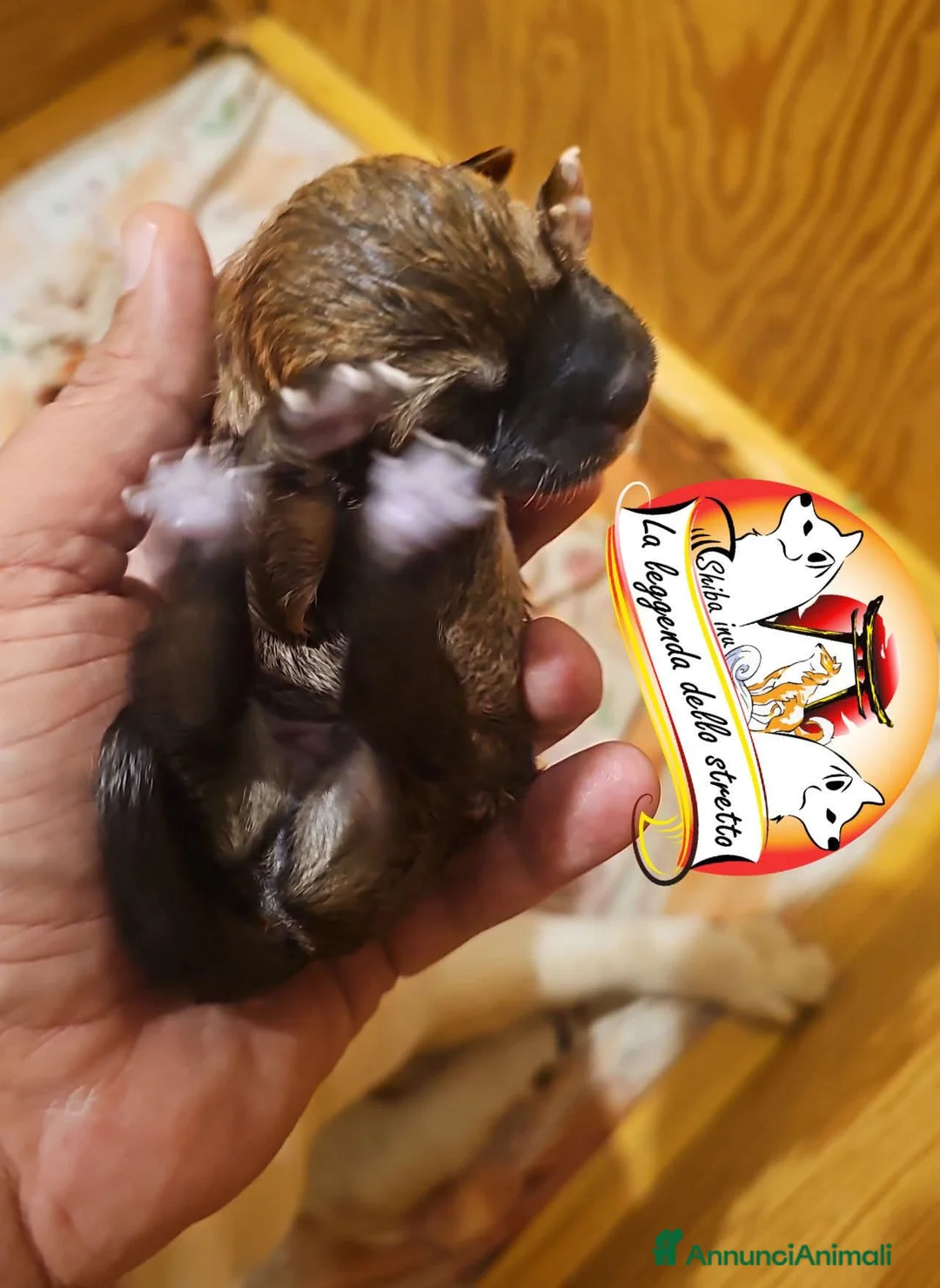 Shiba Inu cani in vendita: Shiba inu a Città metropolitana di Roma Capitale - Annuncio 3