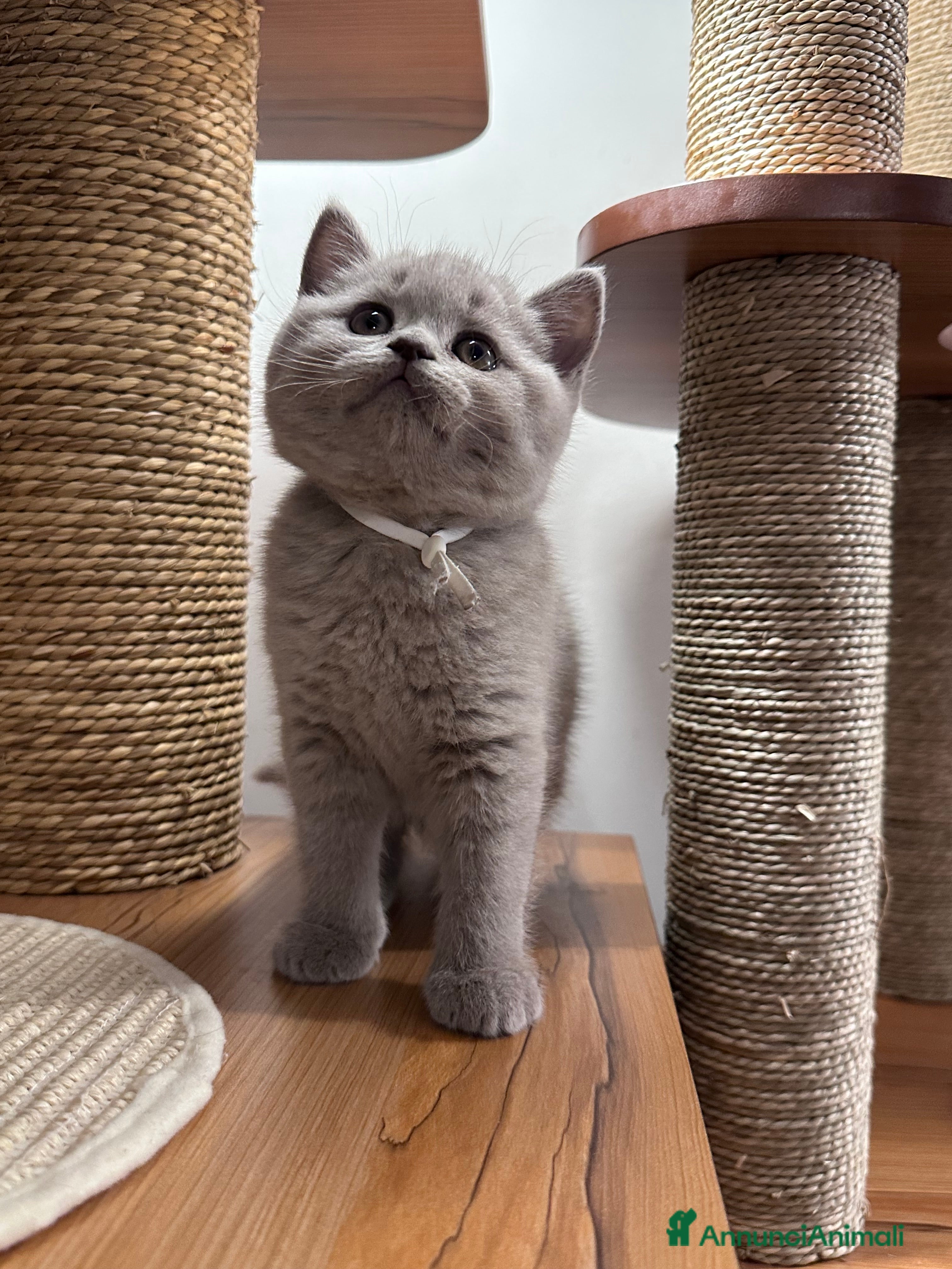 British gatti Cucciolata color Lilac - Annuncio 1