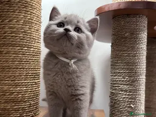 British gatti Cucciolata color Lilac - Annuncio 1