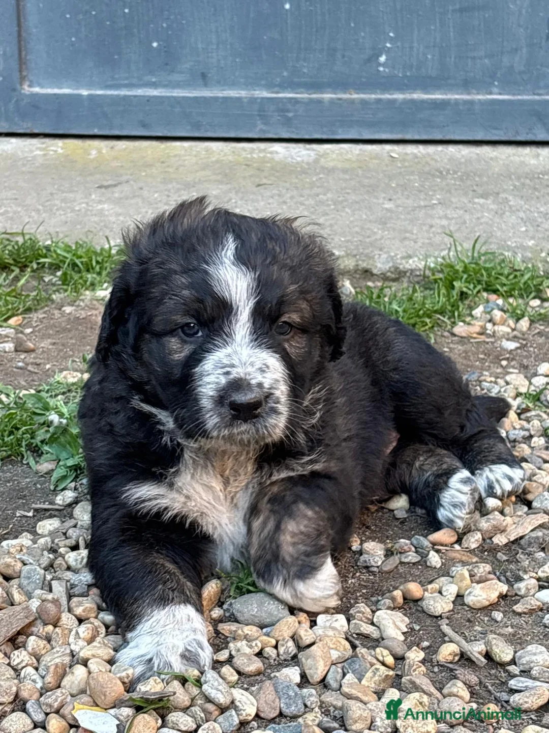 Meticcio cani in regalo: Splendido cucciolo di probabile taglia grande a Città Metropolitana di Torino - Annuncio 1