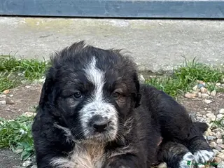 Meticcio cani Splendido cucciolo di probabile taglia grande - Annuncio 18