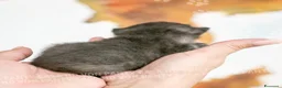 Scottish gatti in vendita: Cuccioli di Scottish Fold e Straight con Pedigree - Annuncio 30