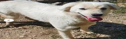 Meticcio cani in regalo: Bianca 15/17mesi bellissima NESSUNO LA NOTA.MOLISE - Annuncio 4
