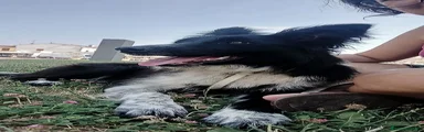 Border Collie 1