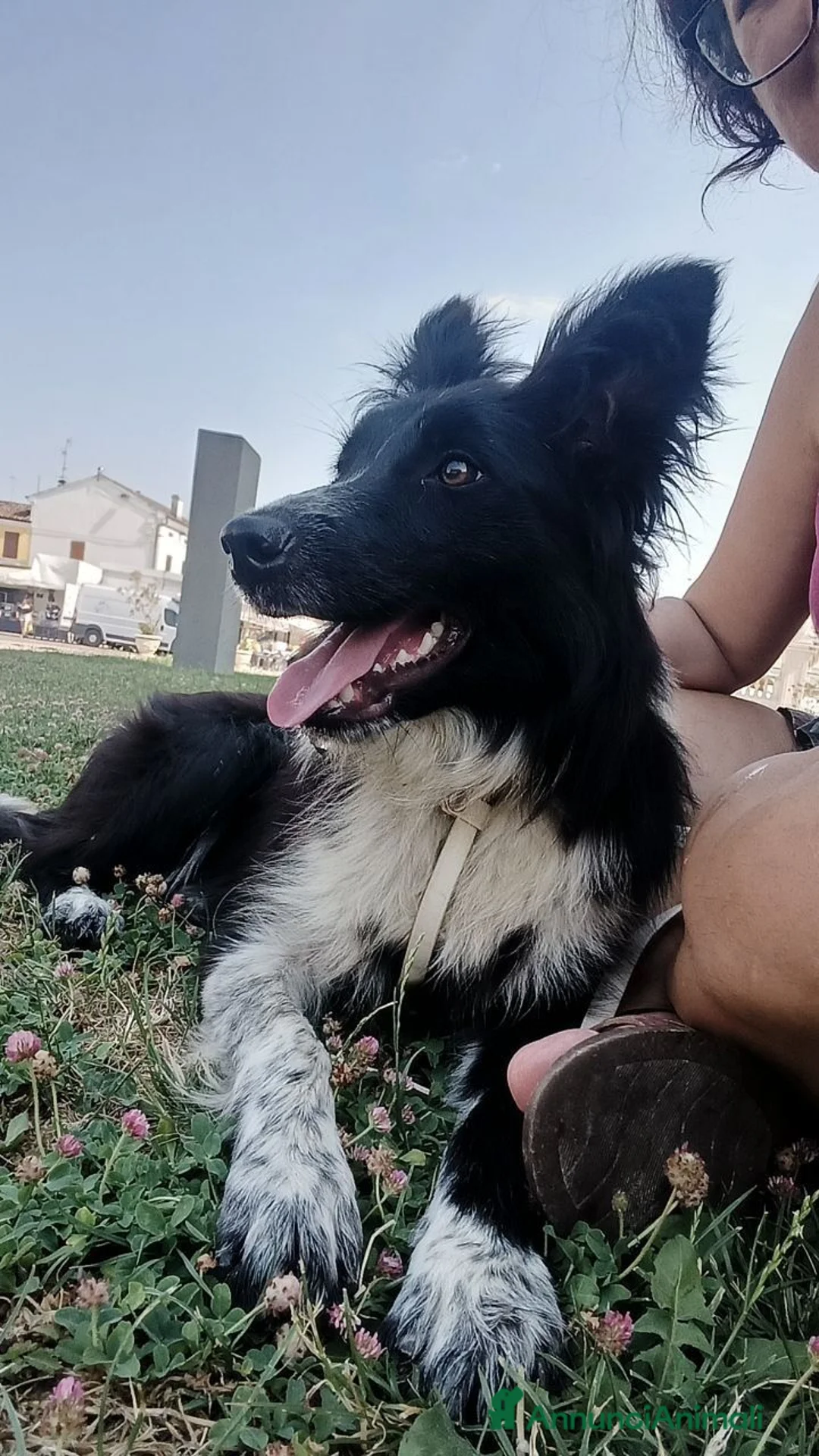 Border Collie cani in vendita: Stella - Border collie femmina di 1 anno - Annuncio 1