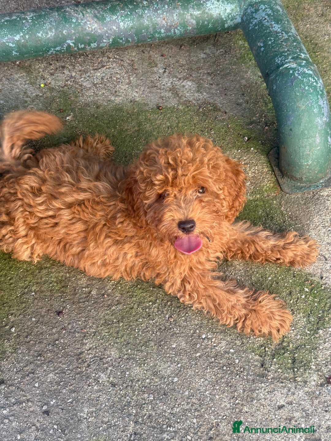 Barboncino cani in vendita: Cuccioli di barboncino con pedigree Enci  - Annuncio 1