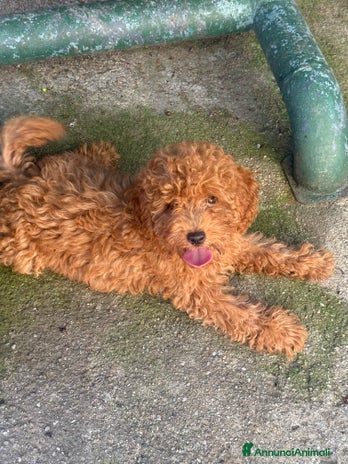 Barboncino cani - Annuncio 7