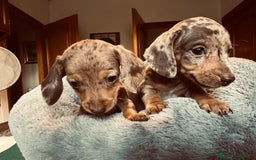 Bassotto cani in vendita: bassotto tedescho a Provincia di Asti - Immagine 7
