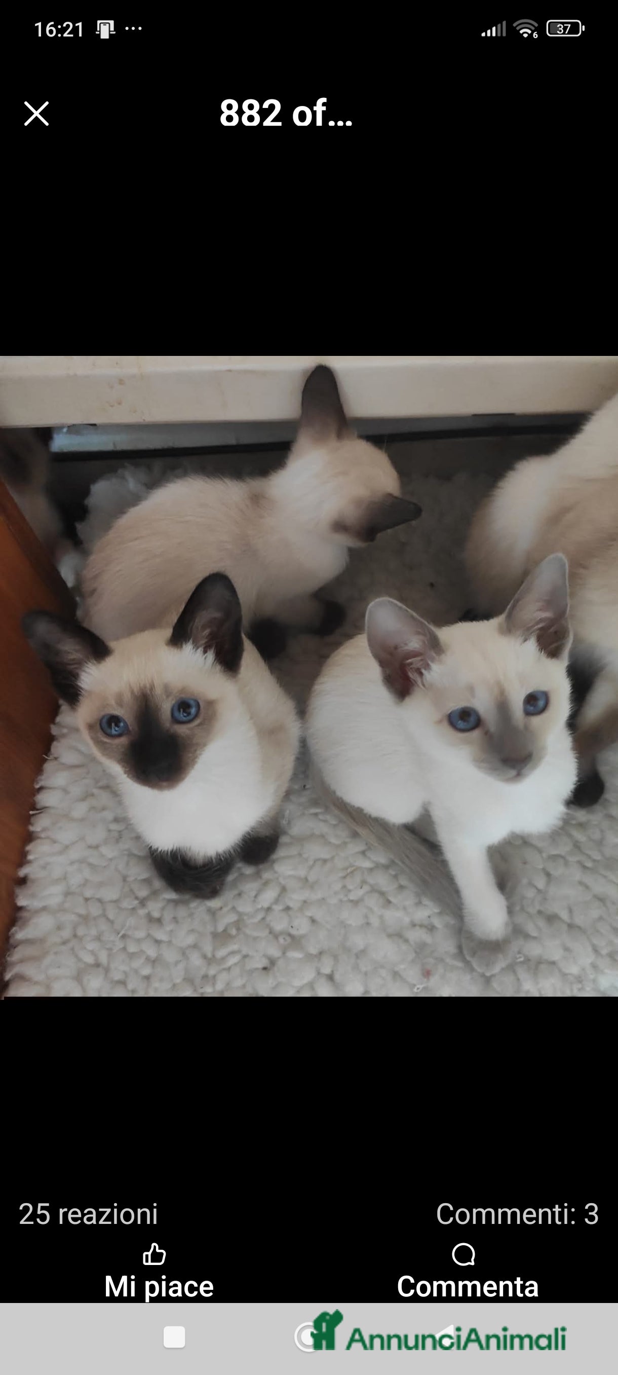 Thai gatti Thai, tipo tradizionale di Siamese, Pedigree - Annuncio 1