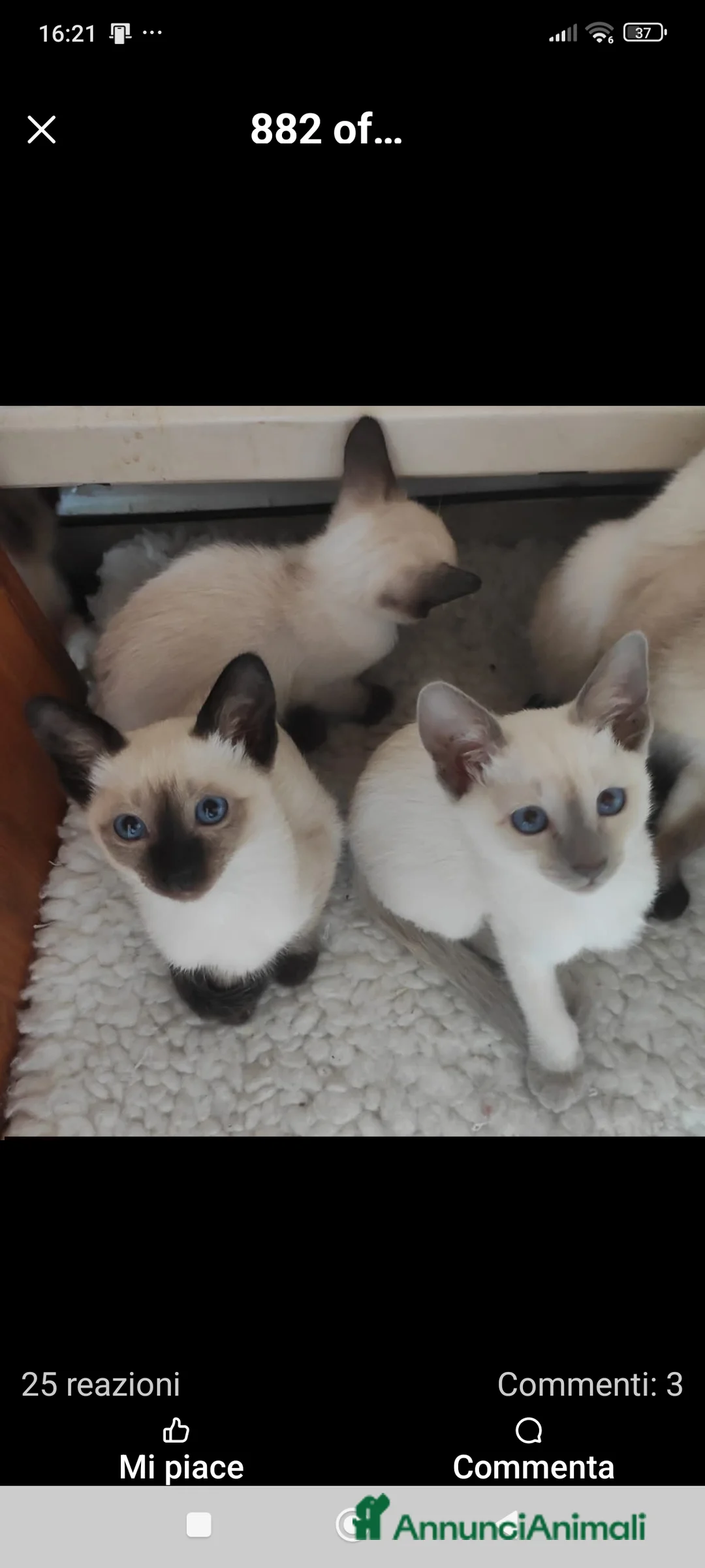 Thai gatti in vendita: Thai, tipo tradizionale di Siamese, Pedigree - Annuncio 1