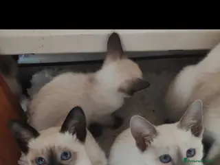 Thai gatti Thai, tipo tradizionale di Siamese, Pedigree - Annuncio 21