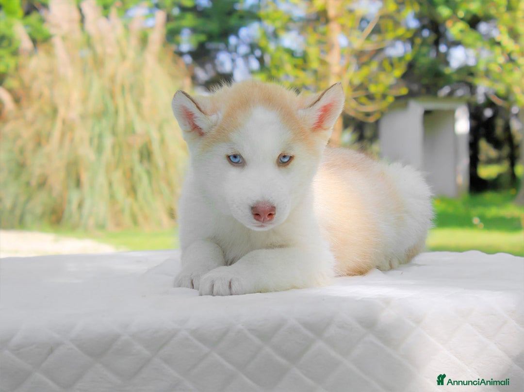 Husky cani in vendita: Cuccioli di Siberian Husky  a Provincia di Pavia - Immagine 1