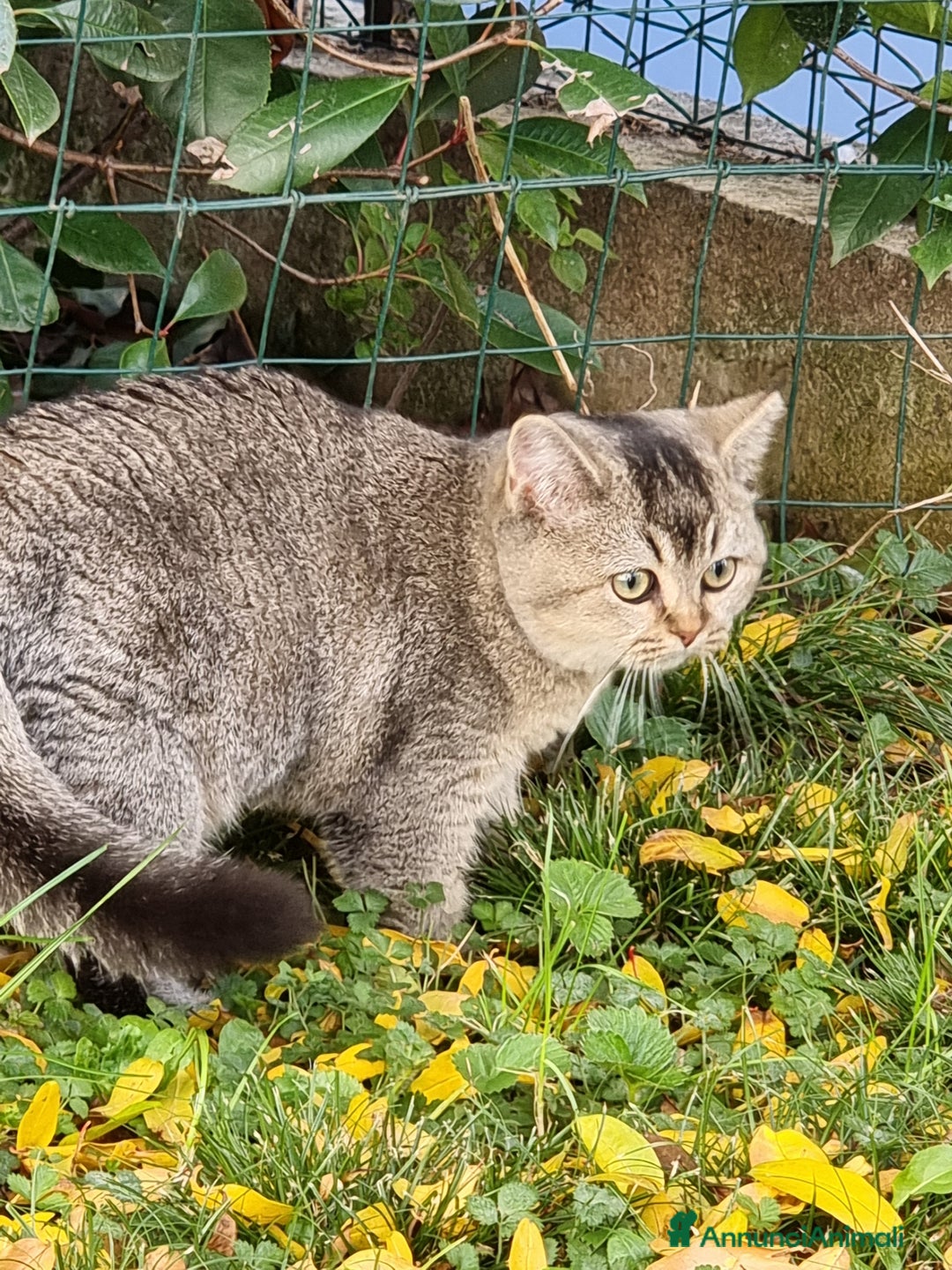 Scottish gatti in vendita: Scottish Straight con Pedigree  - Annuncio 5