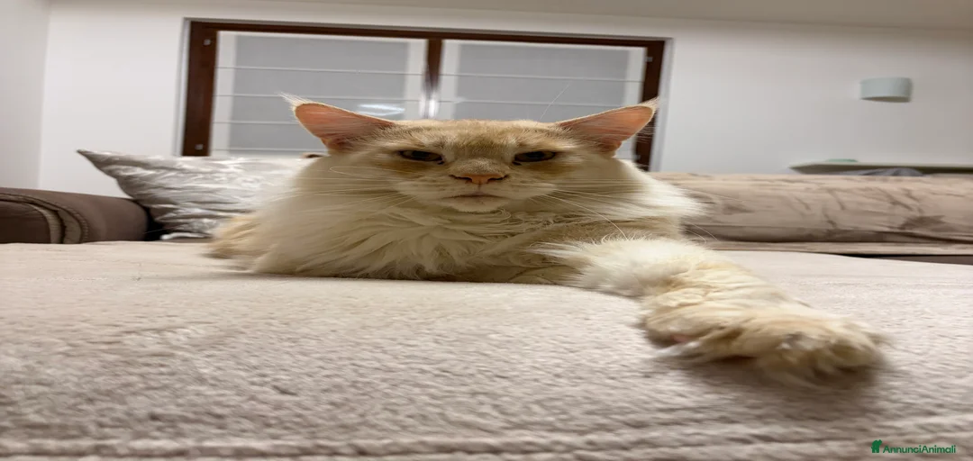 Immagine della galleria {{count}}