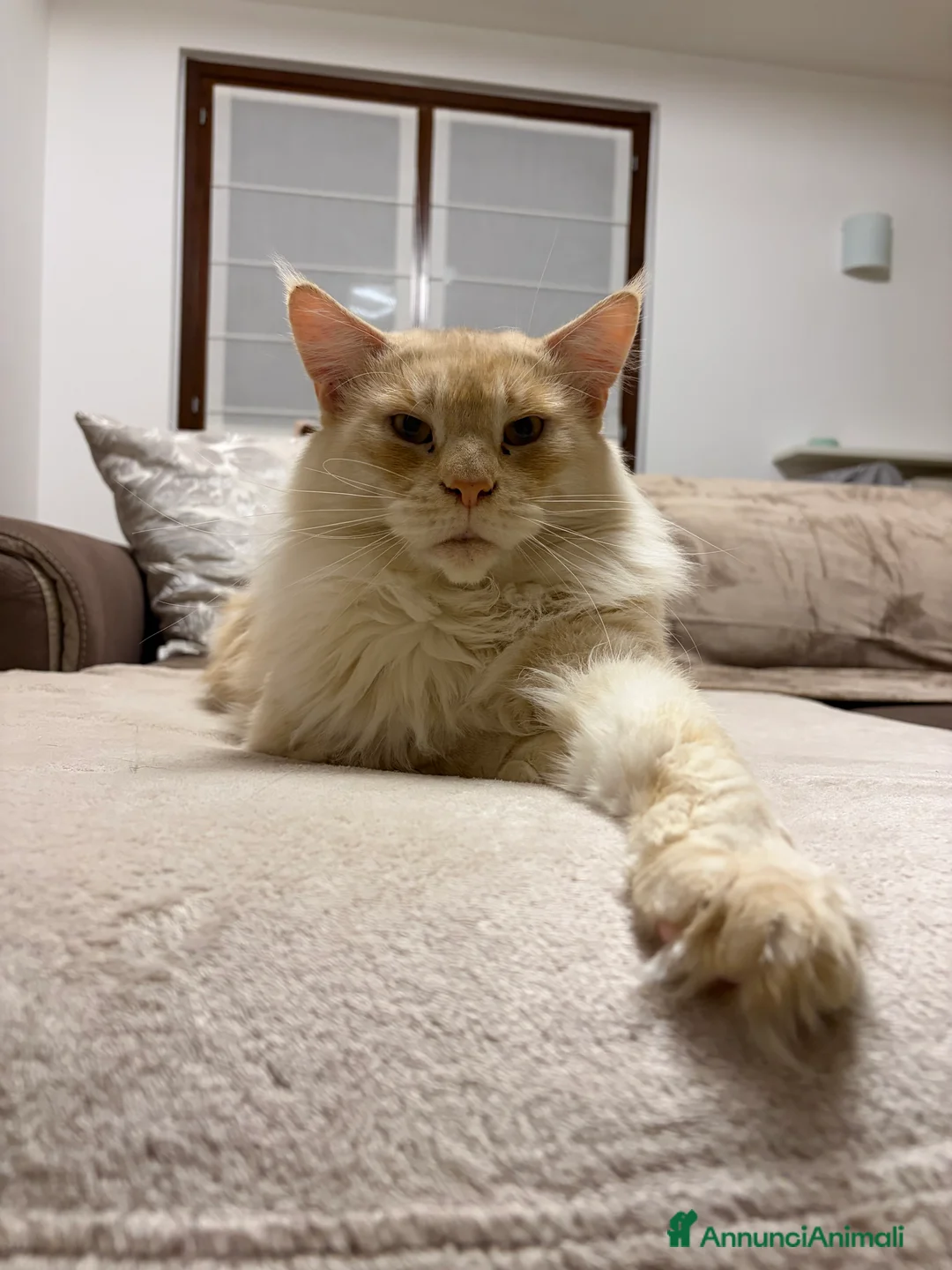 Immagine della galleria {{count}}