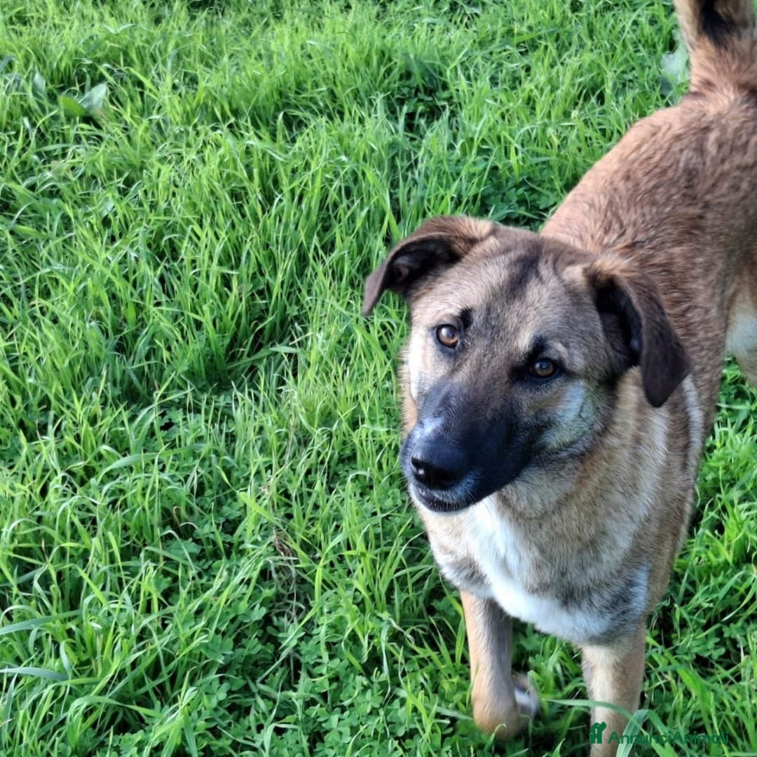 Meticcio cani in regalo: BEA 🩷-cucciola che cerca tante coccole! Cerca 🏠  - Annuncio 4