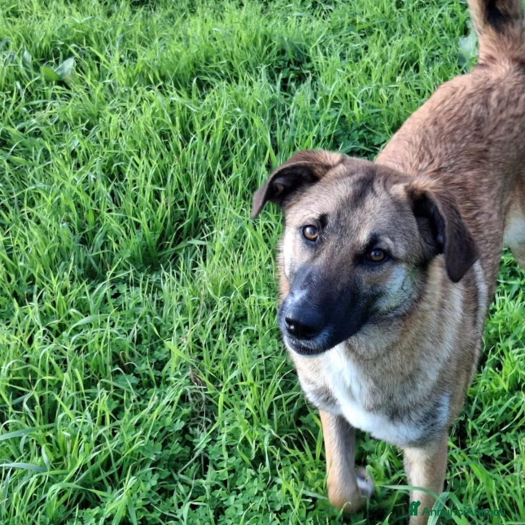 Meticcio cani in regalo: BEA 🩷-cucciola che cerca tante coccole! Cerca 🏠  - Annuncio 4