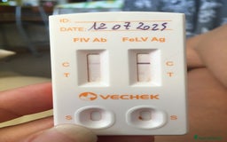 Europeo gatti in regalo: Gattini  - Annuncio 8