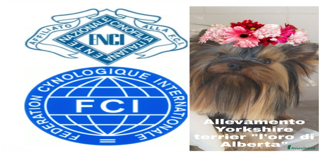 Immagine della galleria {{count}}