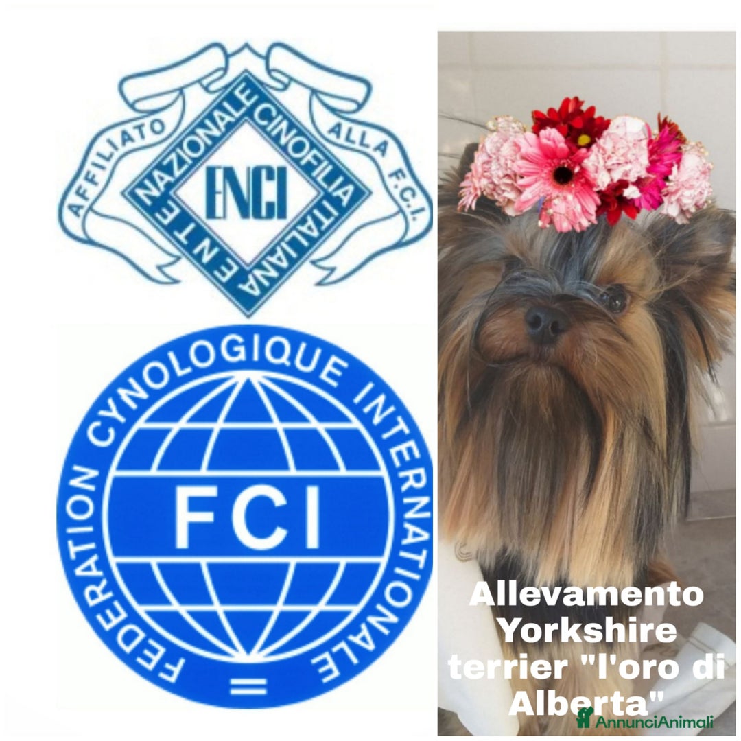 Immagine della galleria {{count}}