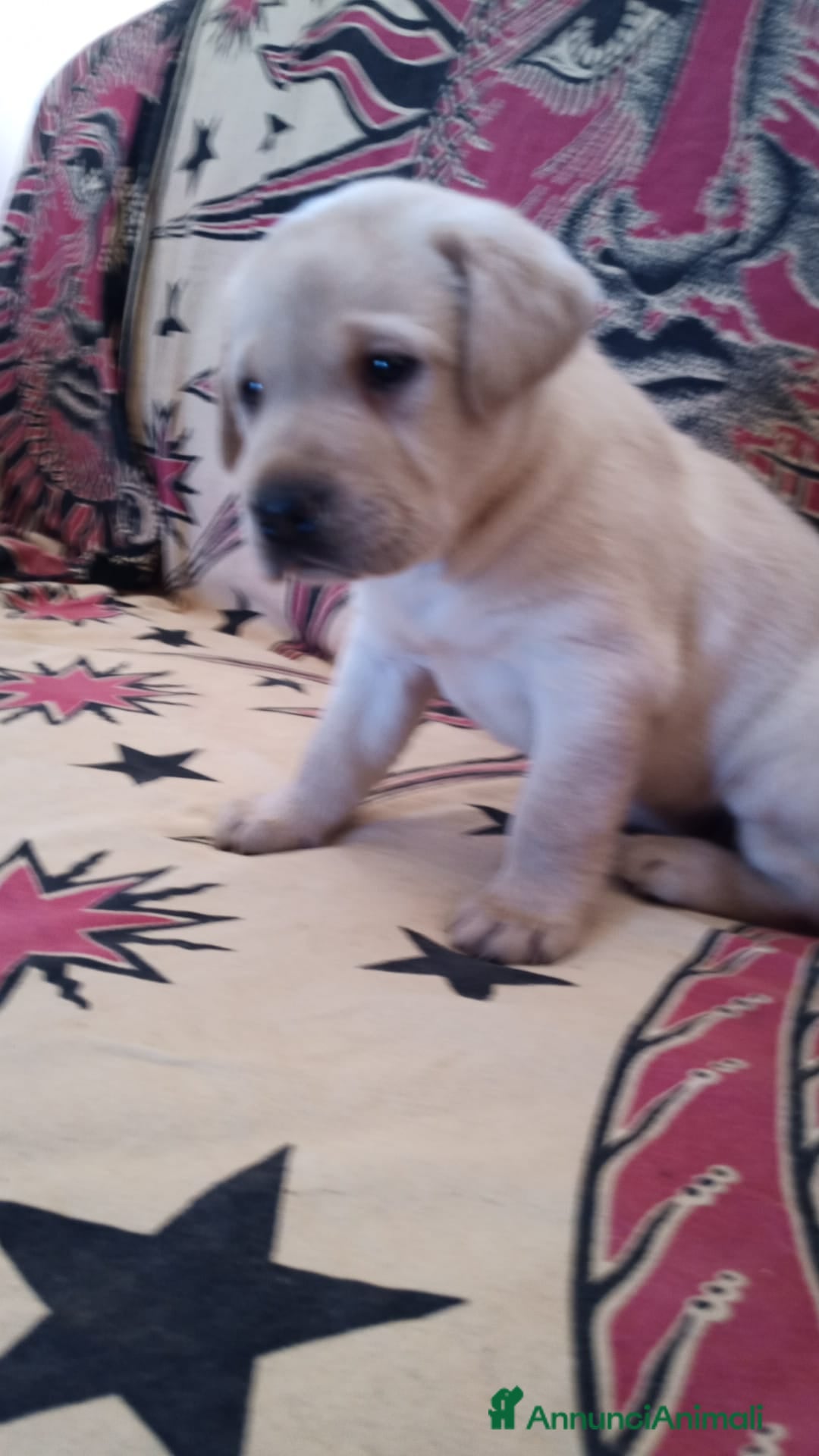 Labrador cani Labrador  - Annuncio 1