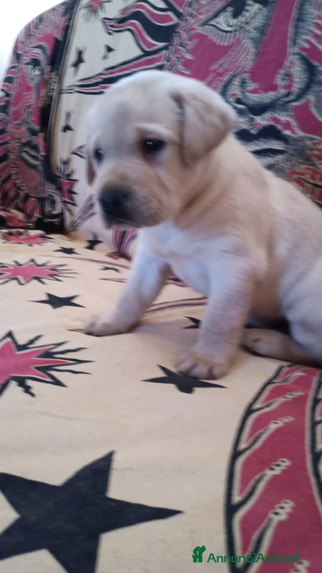 Labrador cani in vendita: Labrador  - Annuncio 1