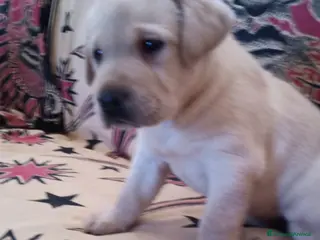 Labrador cani Labrador - Annuncio 3