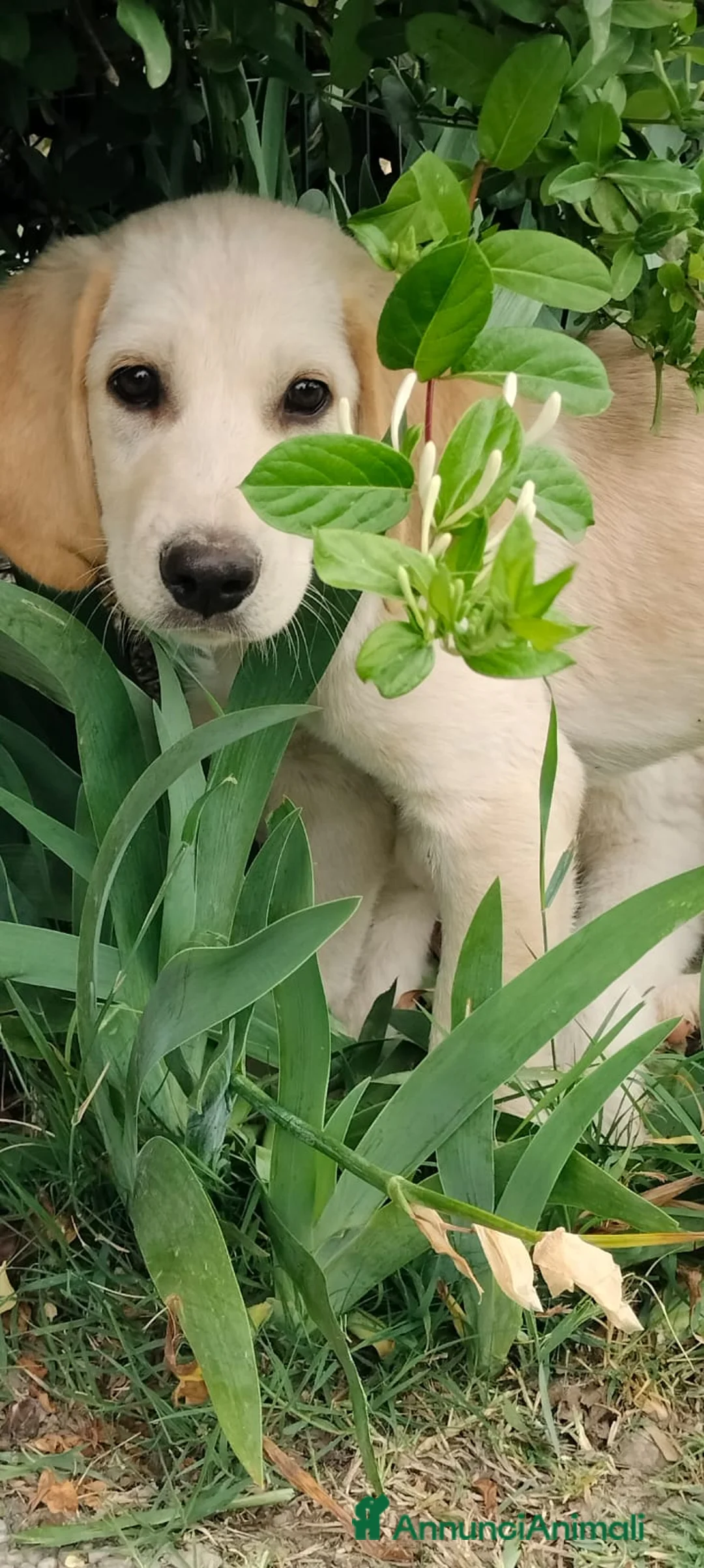 Meticcio cani in regalo: Tommy - Annuncio 2