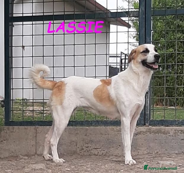 Meticcio cani LASSIE simpatica e socievole - Annuncio 17