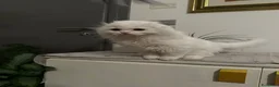 Scottish gatti in vendita: Gattini Scottish longhair  - Annuncio 2