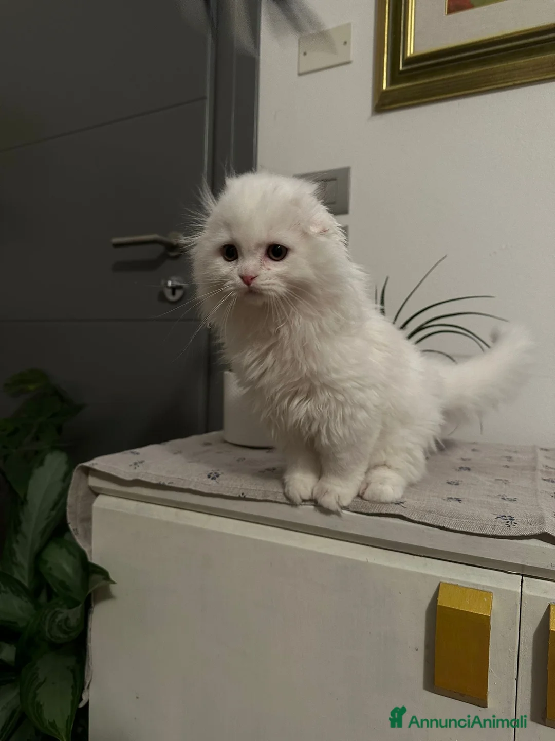 Scottish gatti in vendita: Gattini Scottish longhair  - Annuncio 2