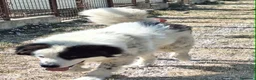 Meticcio cani in regalo: Giulio Cesare spettacolo in adozione  - Annuncio 5