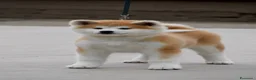 Akita Inu cani in vendita: Cucciolo Akita inu (Top Selection) a Città metropolitana di Roma Capitale - Annuncio 38