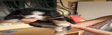Bovaro del Bernese 2