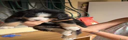 Bovaro del Bernese cani in vendita: Cuccioli di Bovaro del Bernese a Provincia di Viterbo - Annuncio 5
