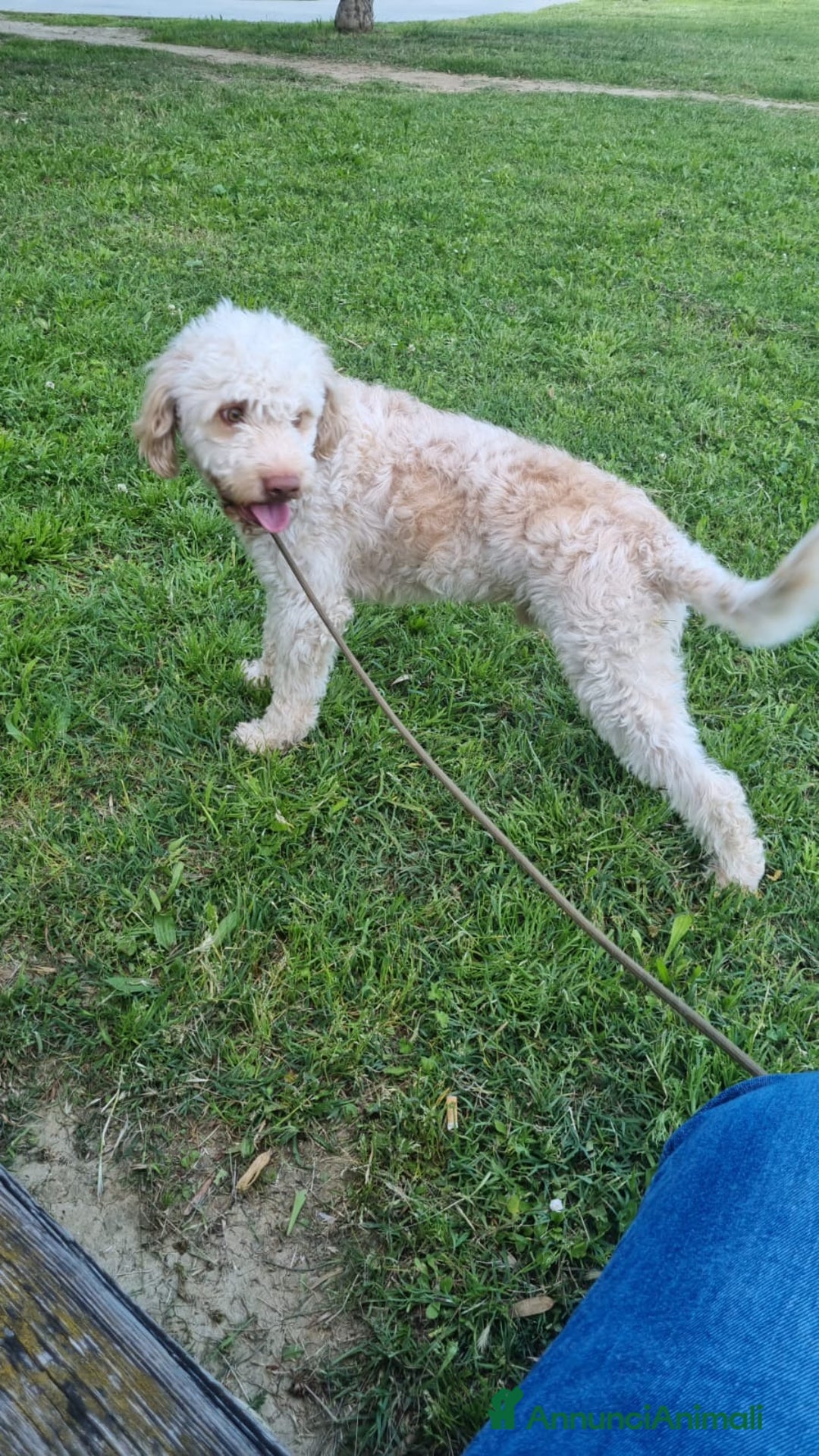Lagotto cani per accoppiamento: Led Lagotto romagnolo cerca compagna a Provincia di Ascoli Piceno - Immagine 3