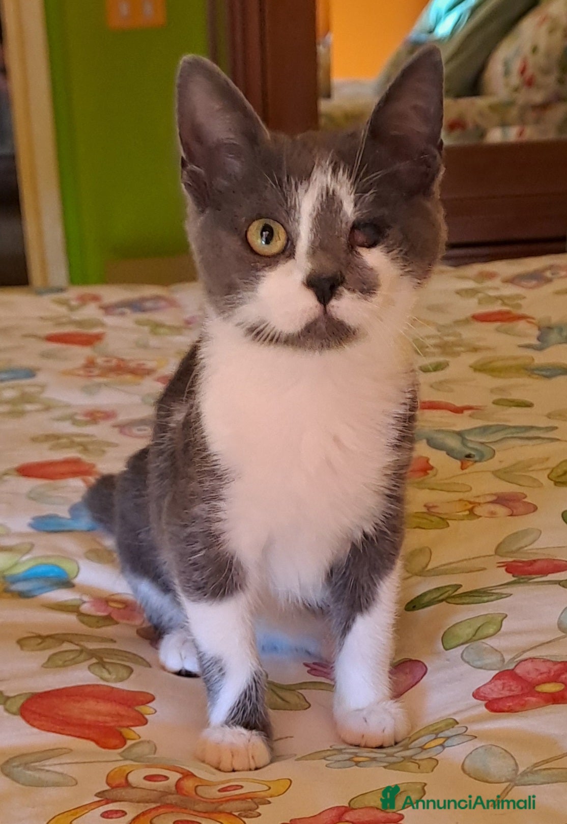 Altre razze gatti Jenna, Jolie, jet e Jordan in cerca di casa  a Città metropolitana di Roma Capitale - Annuncio 10