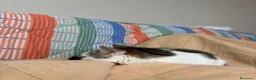 Europeo gatti in regalo: Regalo gattina a Città Metropolitana di Napoli - Annuncio 9