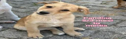 Meticcio cani in regalo: Troppi cuccioli soli in rifugio  a Provincia di Verona - Annuncio 4