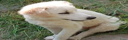 Pastore Maremmano cani in regalo: Dolcissimo cucciolo 5 mesi abbandonato da tutti  - Annuncio 9