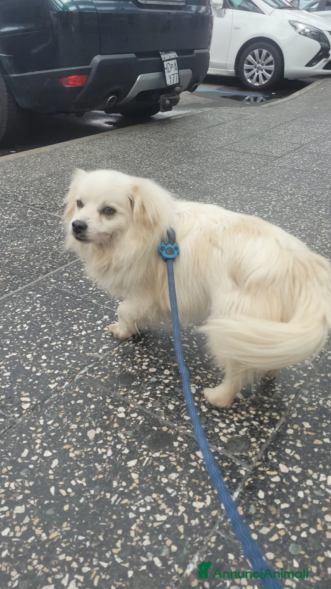 Meticcio cani in regalo: Cooki, un simil volpino giocherellone - Annuncio 1