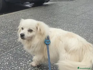 Meticcio cani Cooki, un simil volpino giocherellone - Annuncio 9