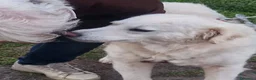 Meticcio cani in regalo: Fatima è tutto ciò che cerchi - Annuncio 3